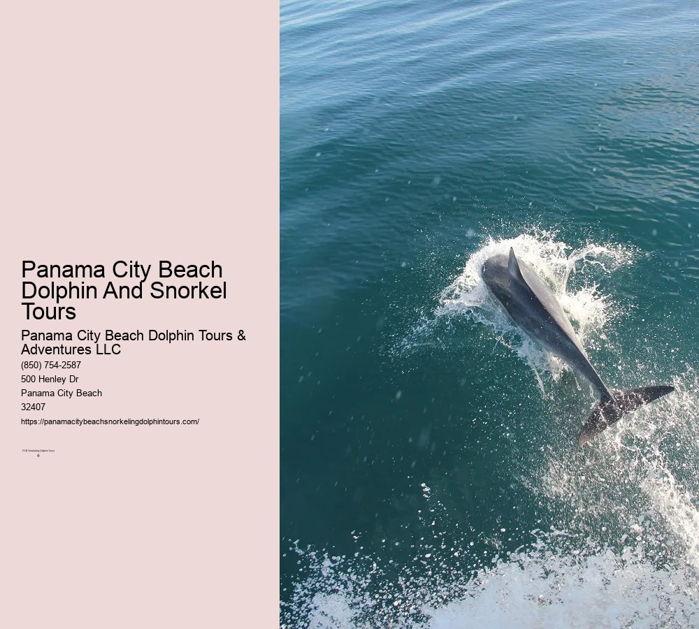 Dolphin Snorkeling Cruise