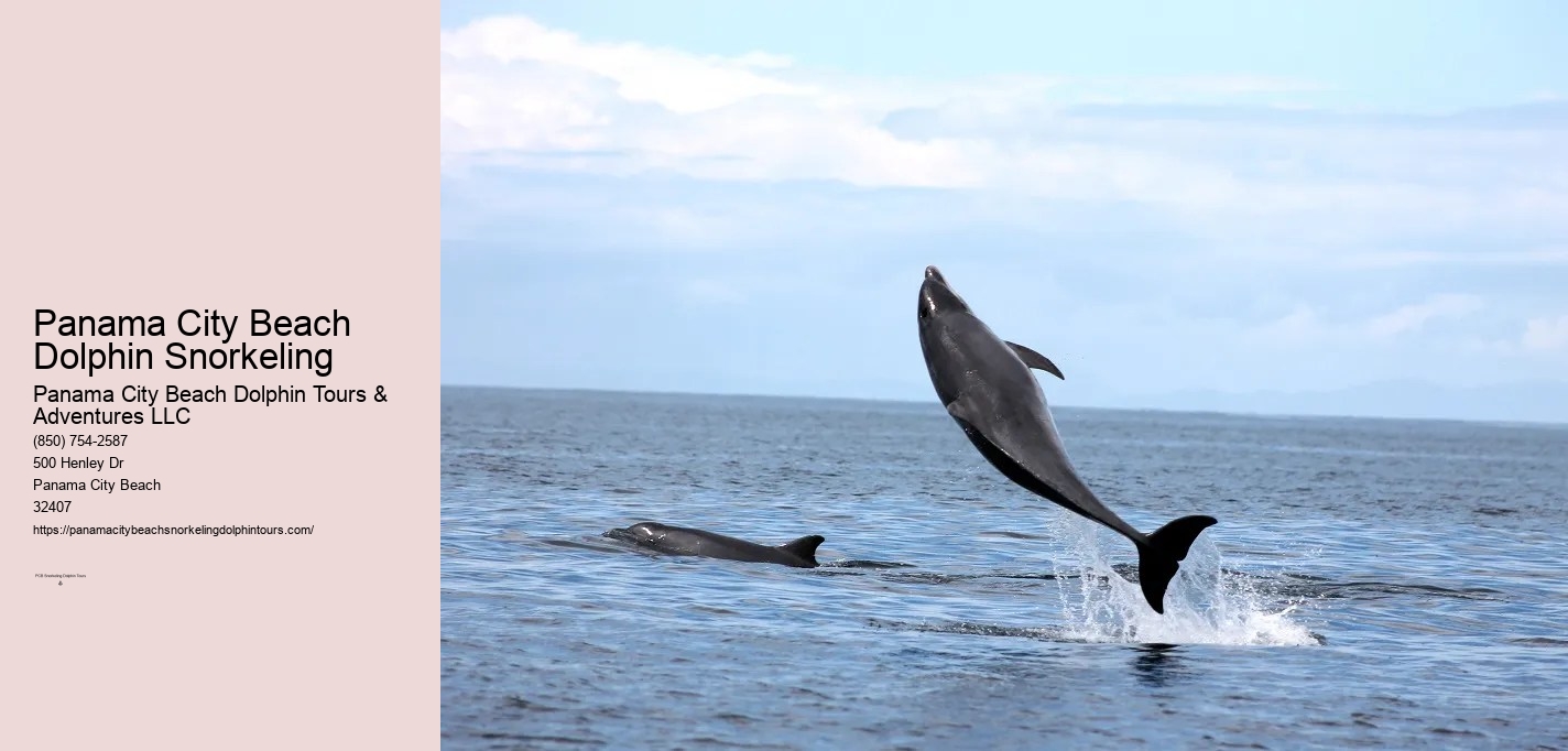Panama City Beach Dolphin Snorkeling