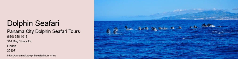 Dolphin Seafari
