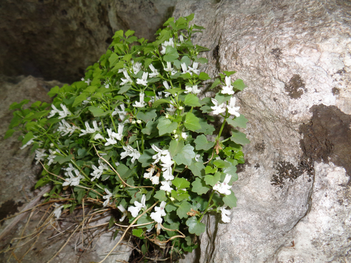Petrolamium crnojevicii Dragićević, Vuksanović & Surina