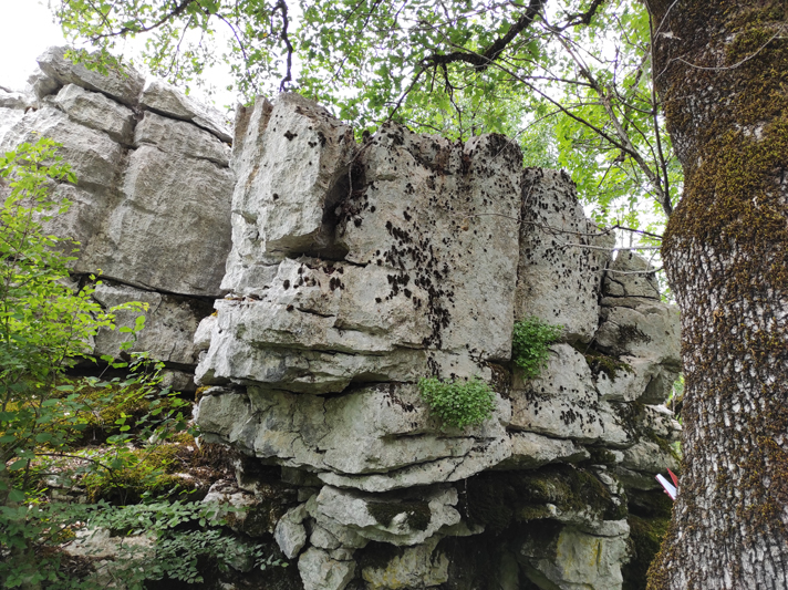 Petrolamium crnojevicii Dragićević, Vuksanović & Surina