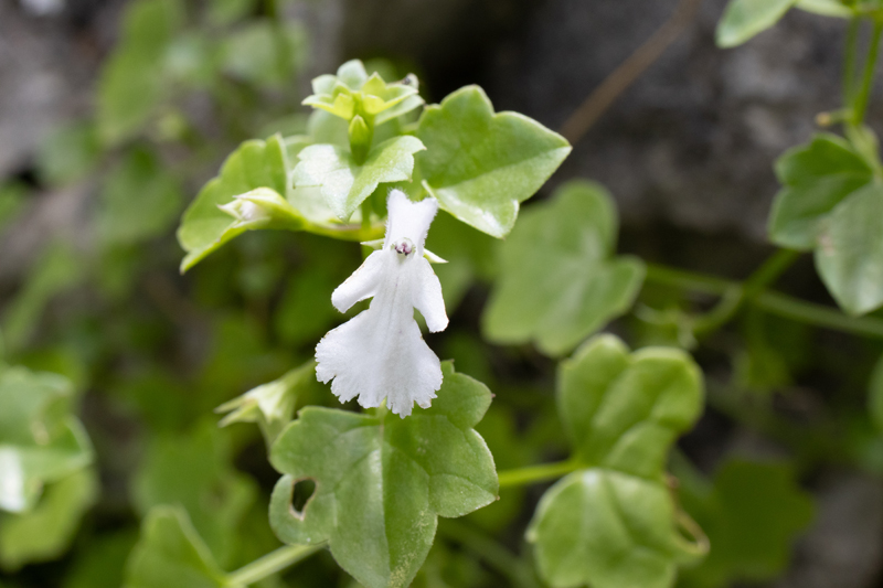 Petrolamium crnojevicii Dragićević, Vuksanović & Surina