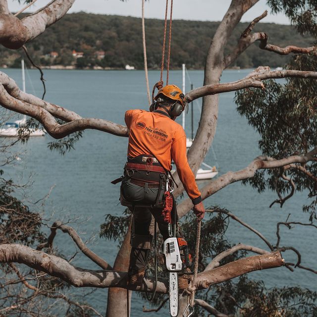Eastern Suburbs Tree Pruning
