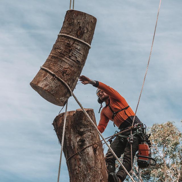 Stump Removal Eastern Suburbs