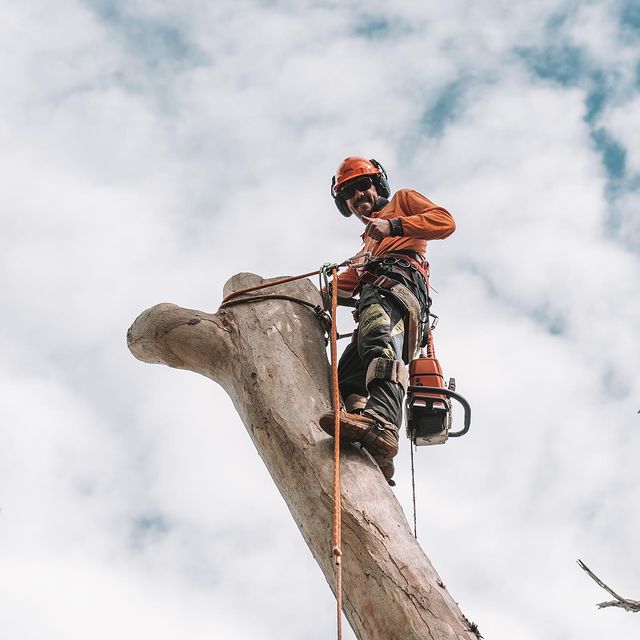 tree services st george