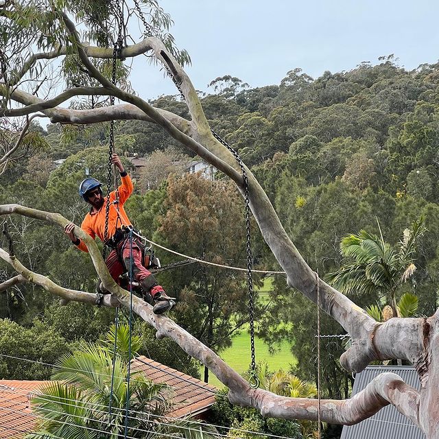 tree lopping st george