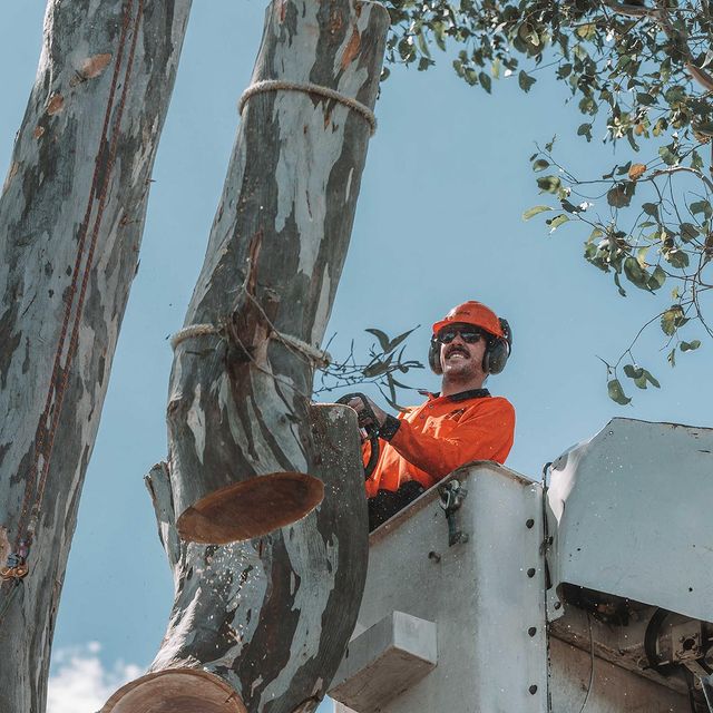 st george tree lopping