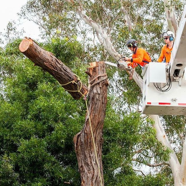 Sutherland Shire Tree Removal