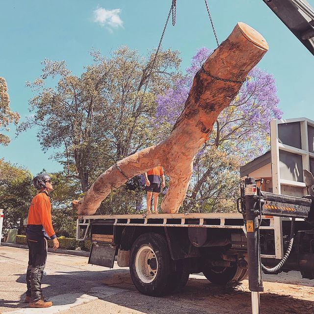 Tree Services Shire