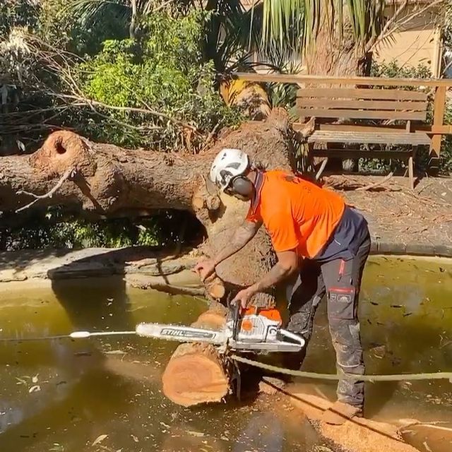 Sutherland Shire Tree Removal