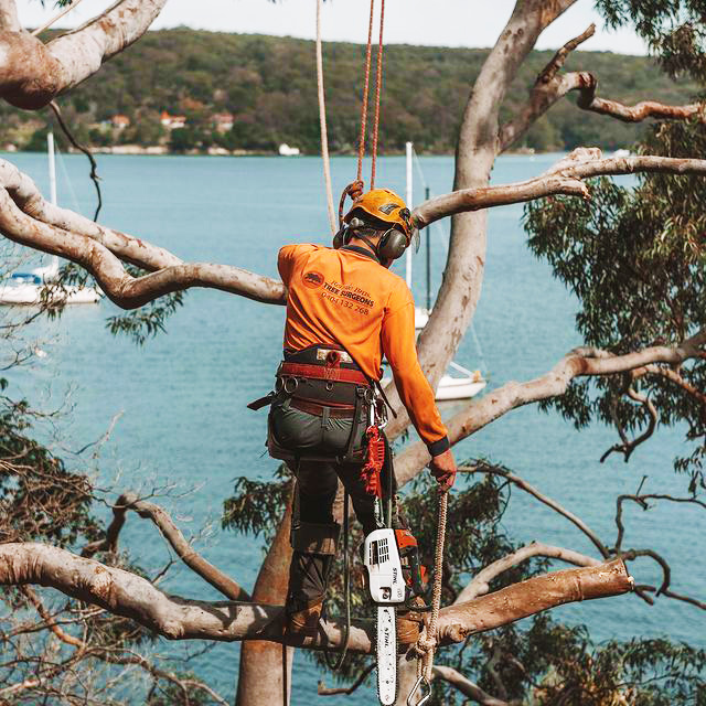 Tree Lopping Sutherland Shire
