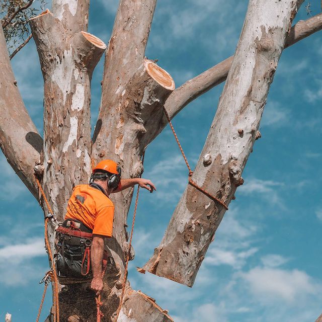 Sutherland Shire Tree Pruning