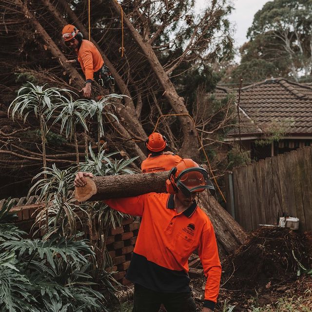Sutherland Tree Trimming