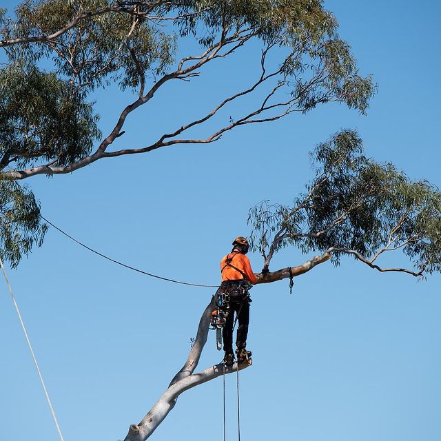 Sutherland Shire Tree Lopping