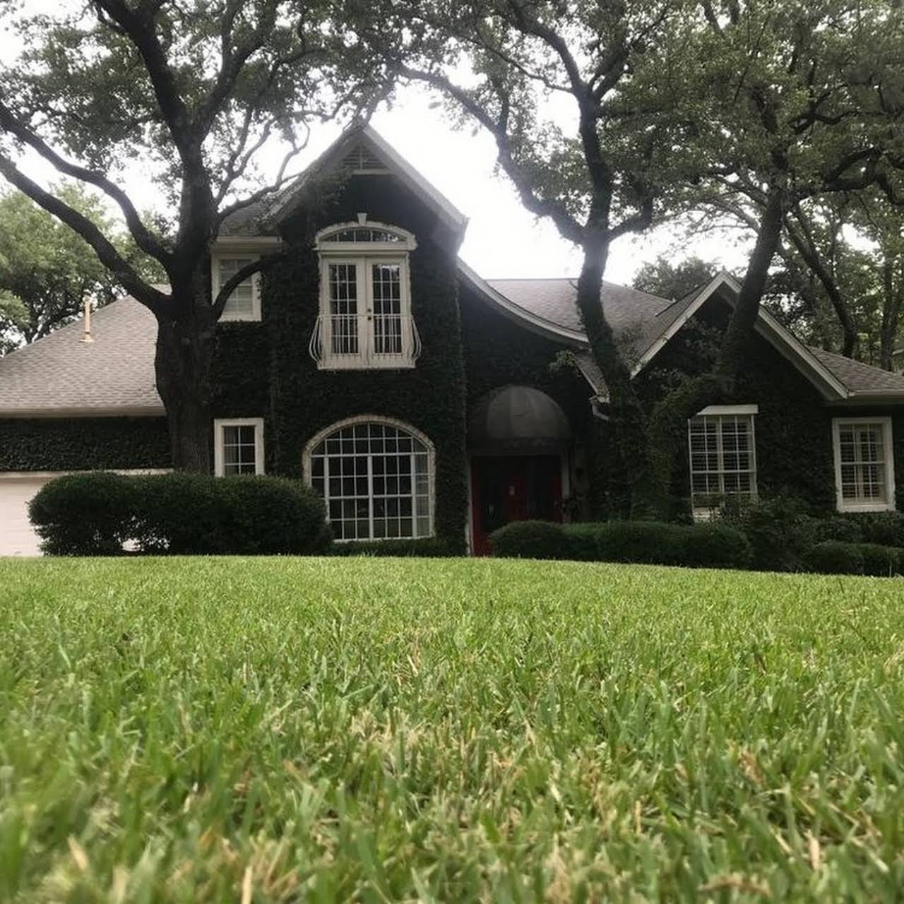 Can brown grass turn back to green