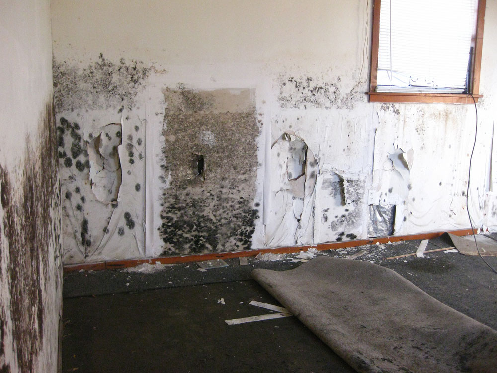 Importance of accurate and thorough mold assessments