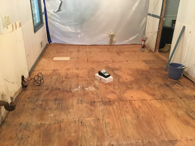 Signs of Mold Infestation in Homes and Buildings