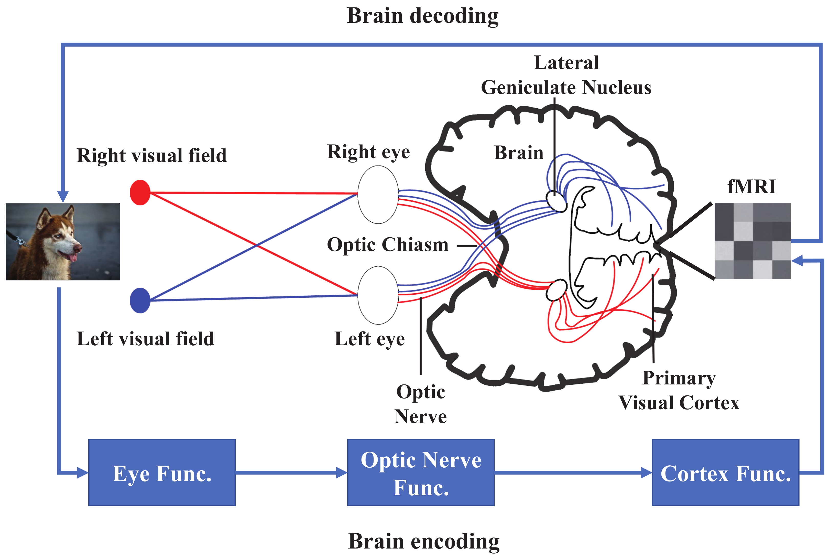 Decoding Nightmares: How to Use Dream Analysis Techniques to Overcome Fear