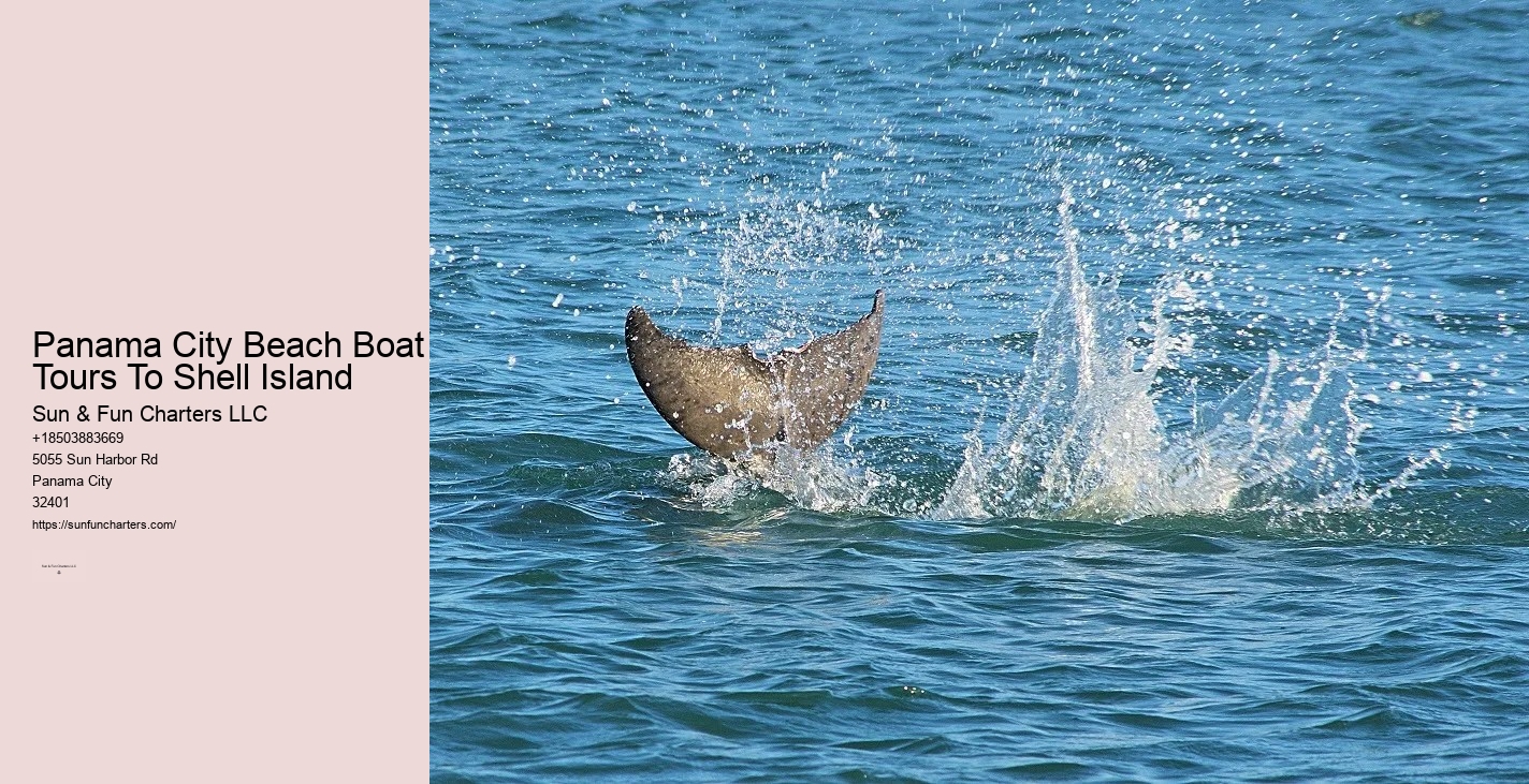 Swim With Dolphins Panama City Beach Shell Island