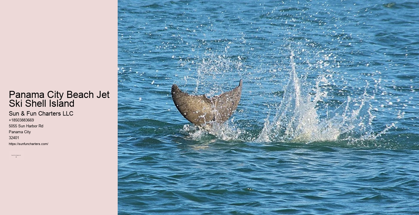 Swim With Dolphins Panama City Beach Shell Island