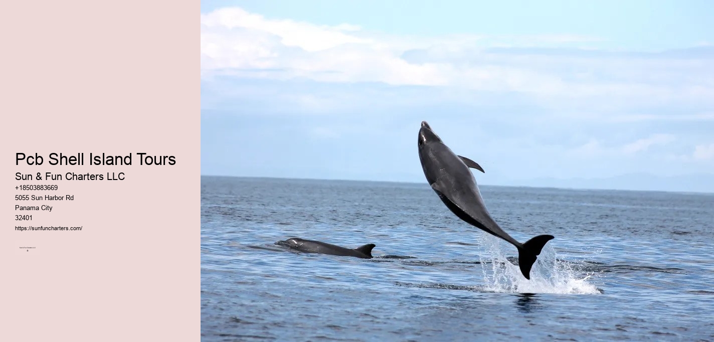 Swim With Dolphins Panama City Beach Shell Island