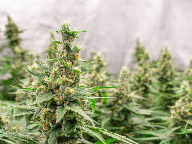 What is the future of cannabis industry in terms of regulations and market growth?