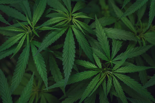 Legalization updates and changes in different countries or states