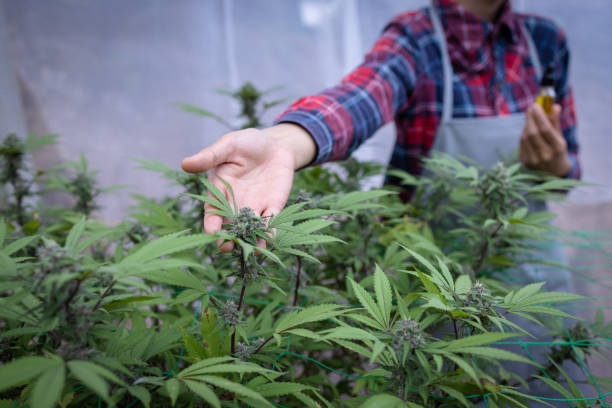 Events and conferences related to cannabis culture and advocacy