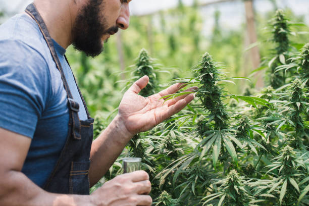 What is the current legal status of cannabis in different states?